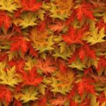 Otoño: la temporada del año en que se venden más pisos en España