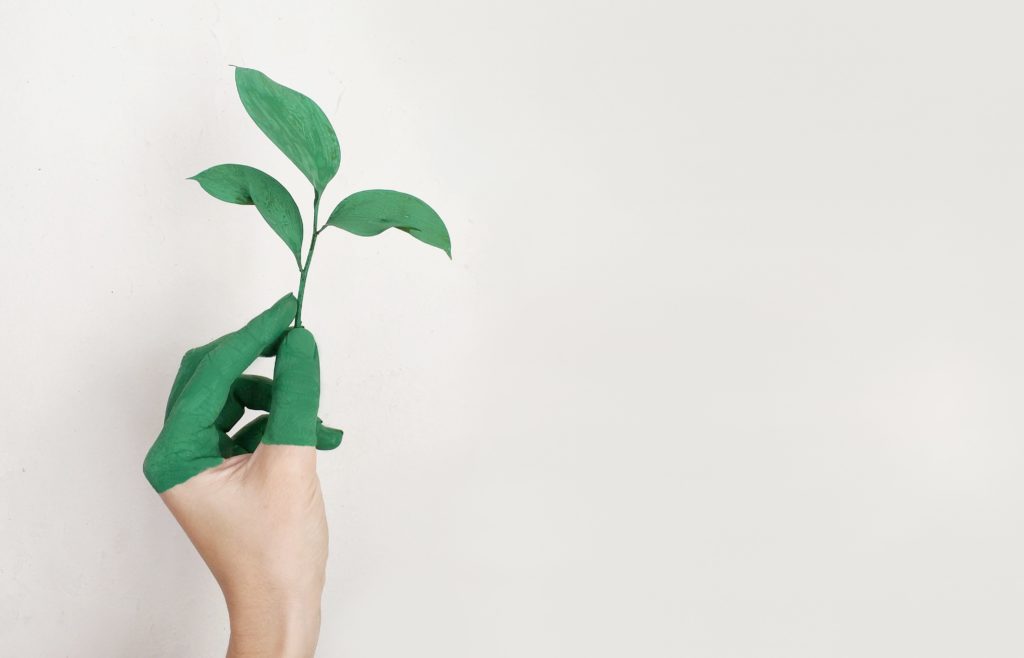 person-s-left-hand-holding-green-leaf-plant-886521 prestamos ecologicos
